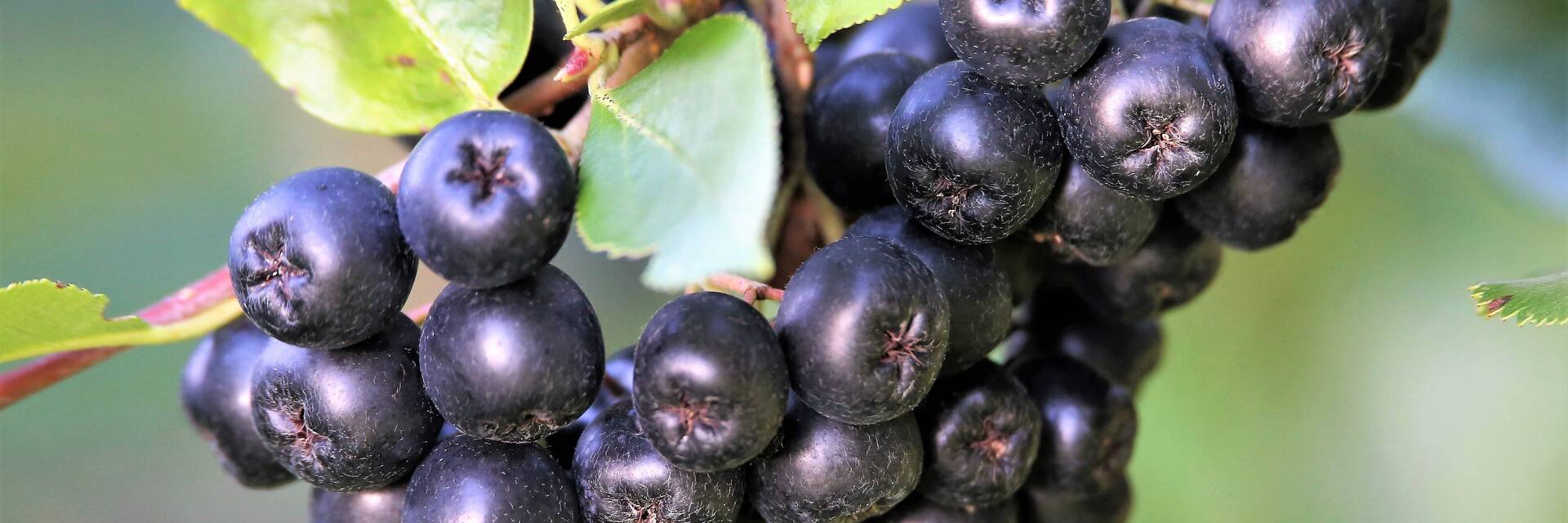 Die Früchte der Aroniabeere.
