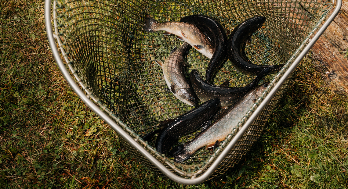 Almenland Fisch direkt aus dem Fischteich. Almenland Fisch direkt aus dem Fischteich.