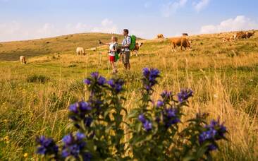Sommeralm mit Schwalbenschwanz-Enzian