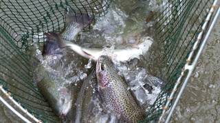 Fisch / Spezialitäten / Naturpark