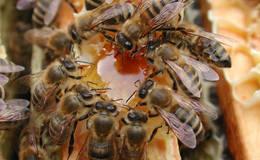 Bee colony