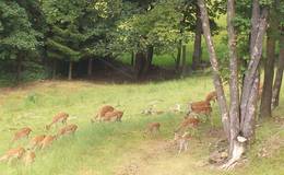 Damwildfarm Ebertz Herde