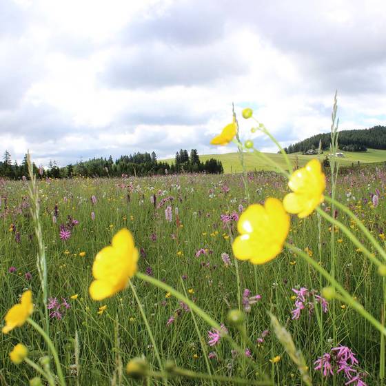 Wildflower meadow at the mountains