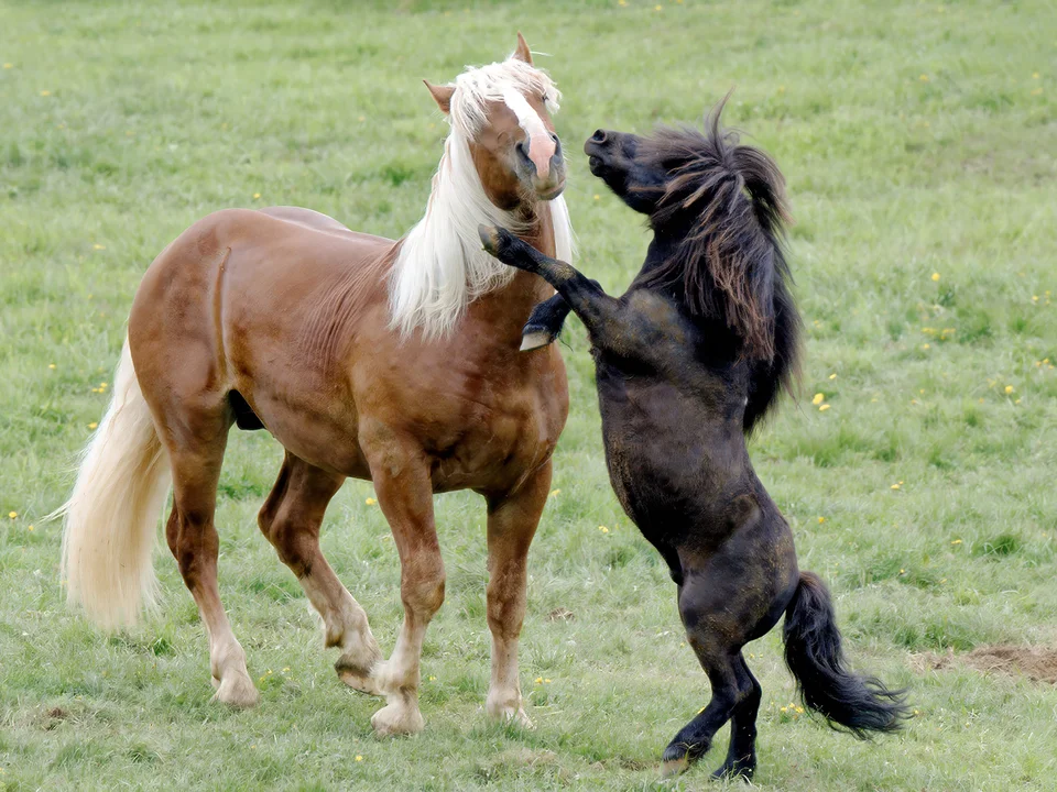 Ross Auslassen Sommeralm Ponys