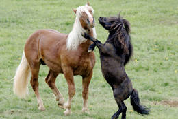 Ross Auslassen Sommeralm Ponys