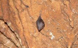 Fledermaus in der Grasslhöhle
