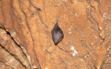 Fledermaus in der Grasslhöhle