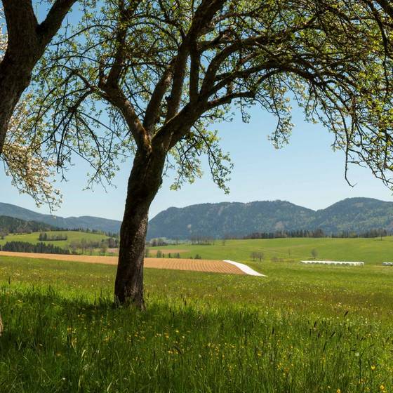 Frühlingswiese im Naturpark Almenland.