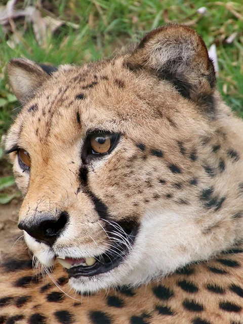 Tierpark Schloss Herberstein