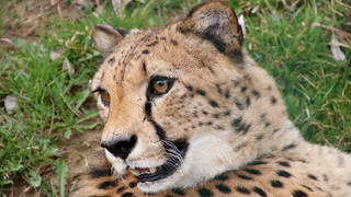 Tierpark und Schloss Herberstein / Ausflug / Familie