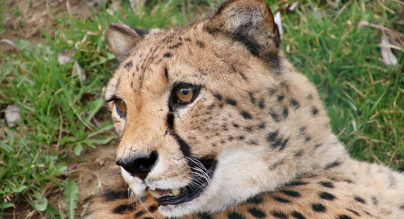 Der Gepard in Tierpark Herberstein