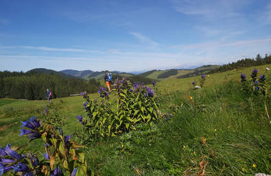 Sommeralm Landscape