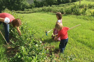 Inmitten der Aronia Plantagen wird gearbeitet