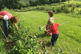 Inmitten der Aronia Plantagen wird gearbeitet