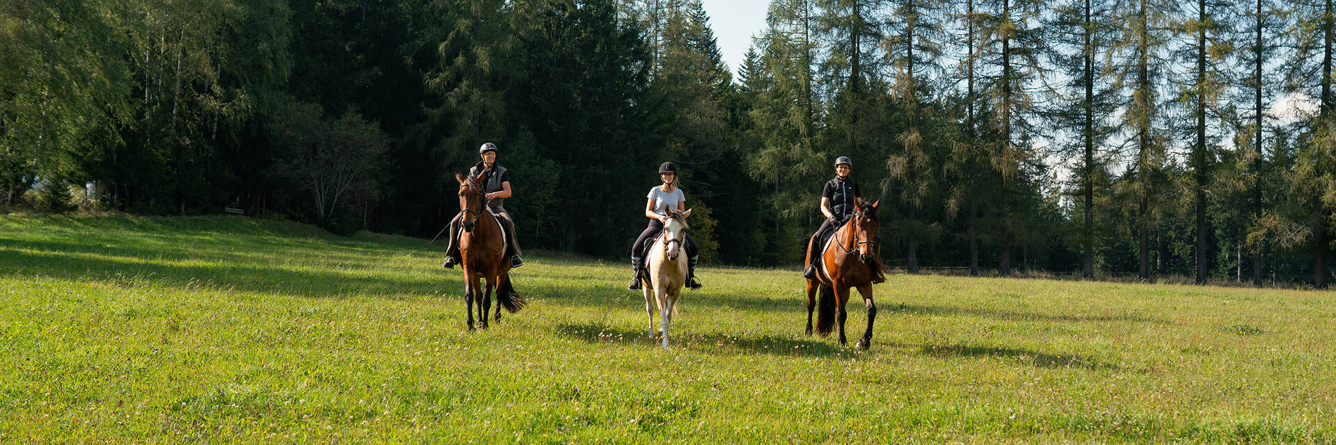 Drei Reiter mit Pferden reiten auf der Wiese.