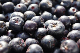 Aronia Beeren bei Nickl's Aronia