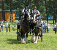 Zugpferdetreffen Kaltblüter
