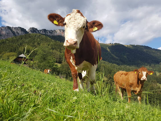 Rinder auf der Weide.