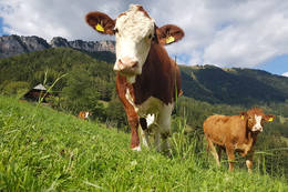 Rind mit Rote Wand im Hintergrund