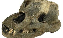 Prähistorische Funde in der Drachenhöhle