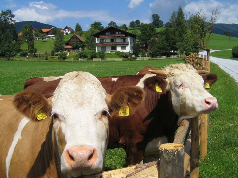 Urlaub am Bauernhof Weber