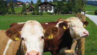 Urlaub am Bauernhof Weber / Unterkunft / Naturpark