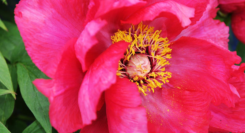 Blume im Hängenden Garten der Sulamith