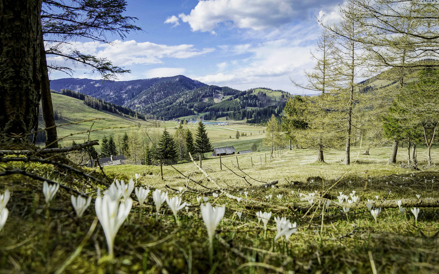 Krokusblüte auf der Teichalm.