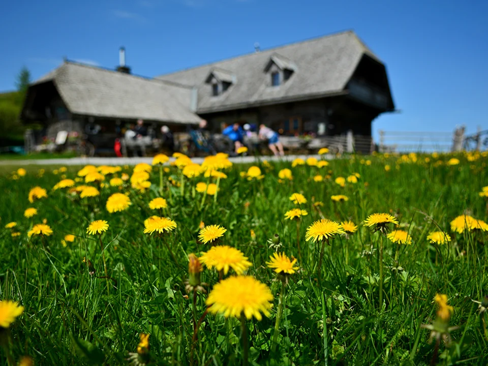 Die Stoakoglhütte mit voller Löwenzahn-Blüte auf der Sommeralm.