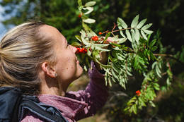 Vogelbeeren am Vogelbeerpanoramaweg in St. Kathrein am Offenegg