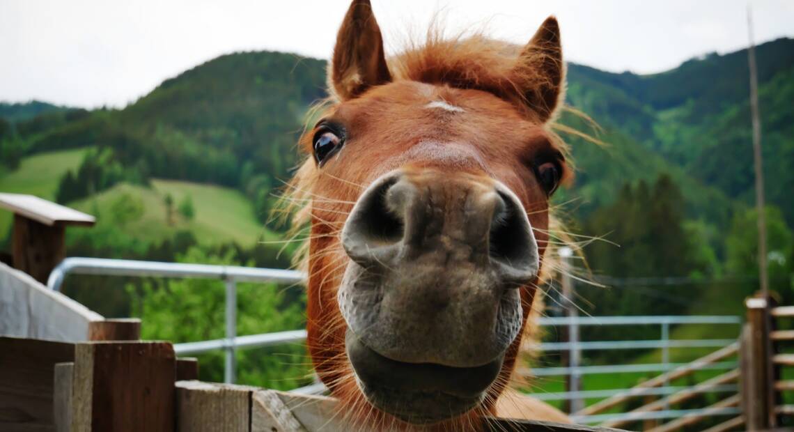 Pferd am Tier-Erlebnis-Bauernhof Willingshofer Pferd am Tier-Erlebnis-Bauernhof Willingshofer