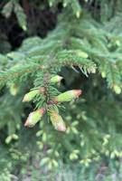 Frische Triebe eines Nadelbaumes, alias das Maiwipferl