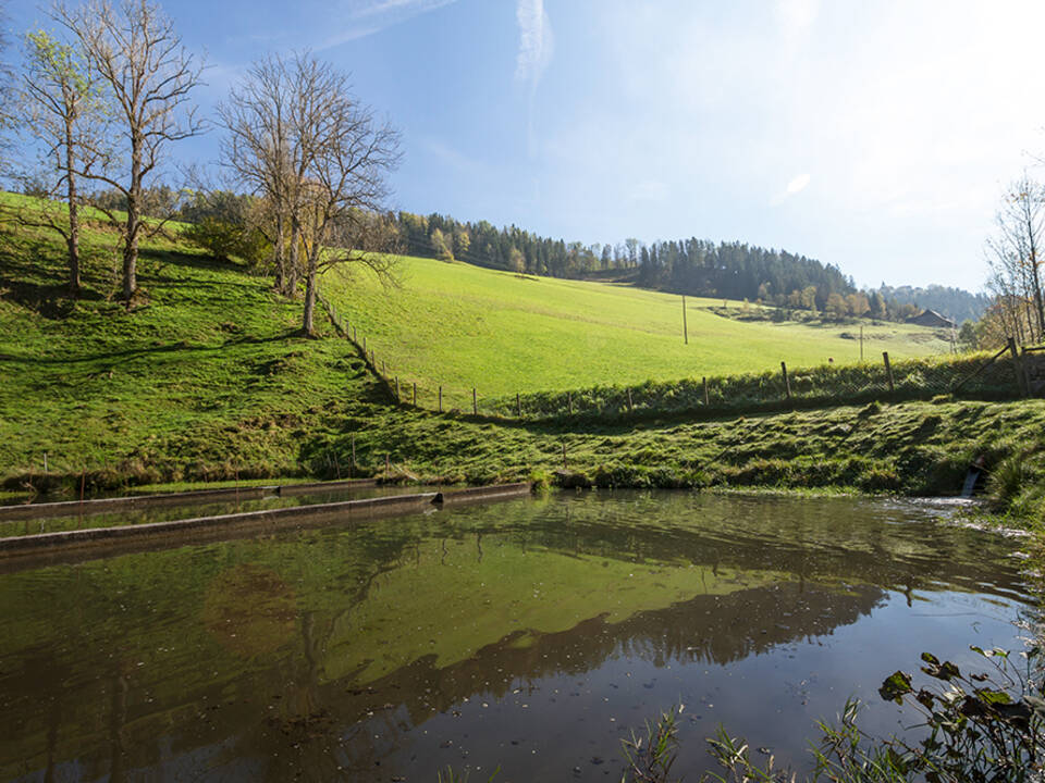 Ein Fischteich vom Karl-Wirt in St. Kathrein am Offenegg.