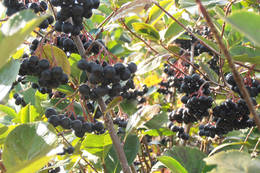 Die Superbeeren Aronia