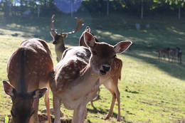 Game reserve in the öko park