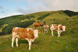 Kühe auf der Sommeralm im Naturpark Almenland, (C) Rudi Grabner