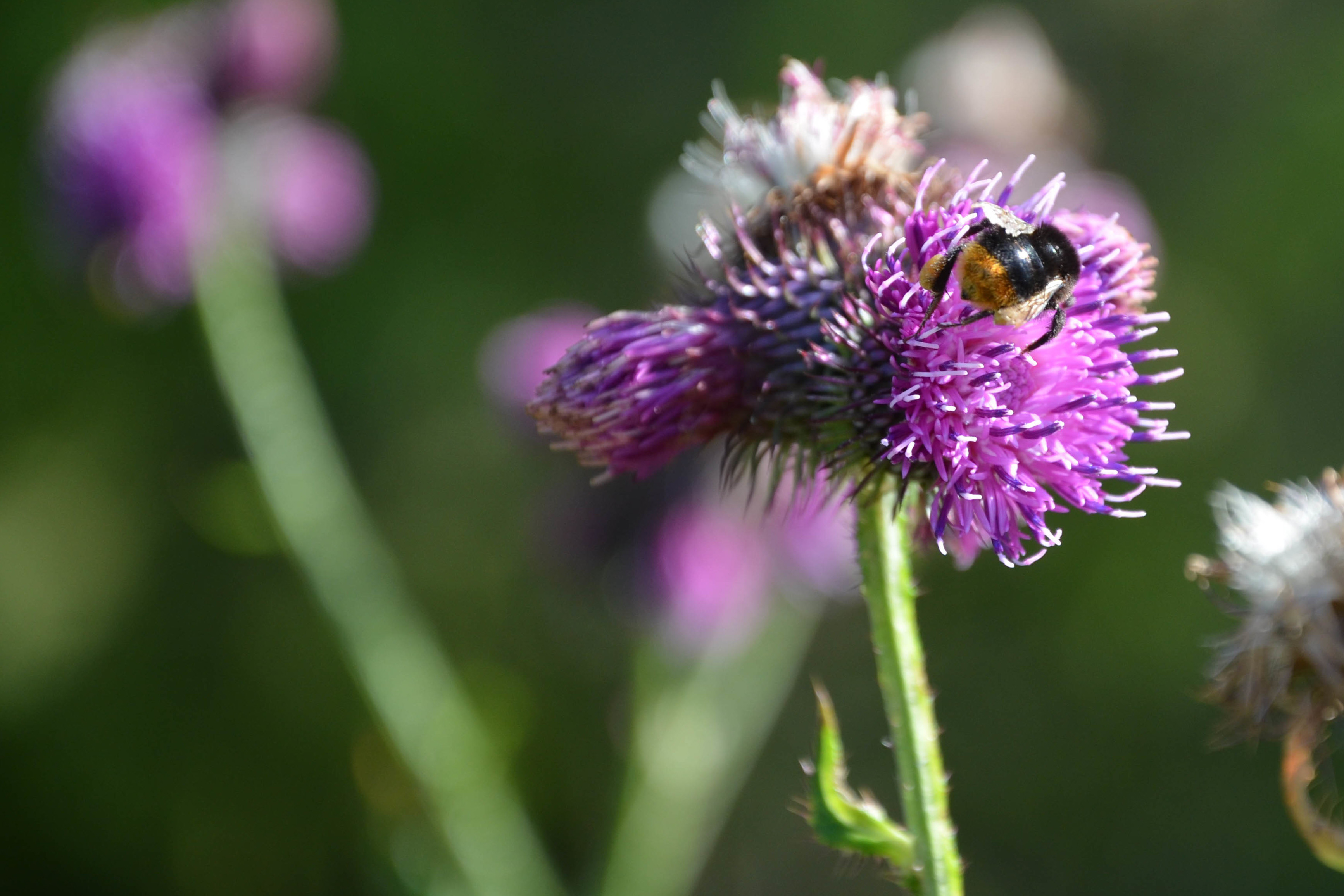 Sumpf-Kratzdistel im Naturpark