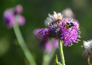 Biodiversität Naturschutz Projekt im Naturpark