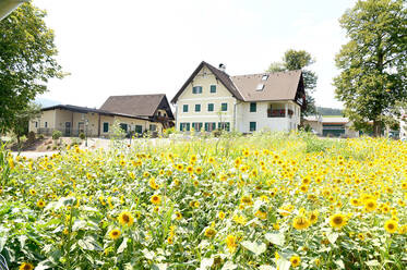 Sonnenblumenfeld beim Moarhofhechtl Sonnenblumenfeld beim Moarhofhechtl
