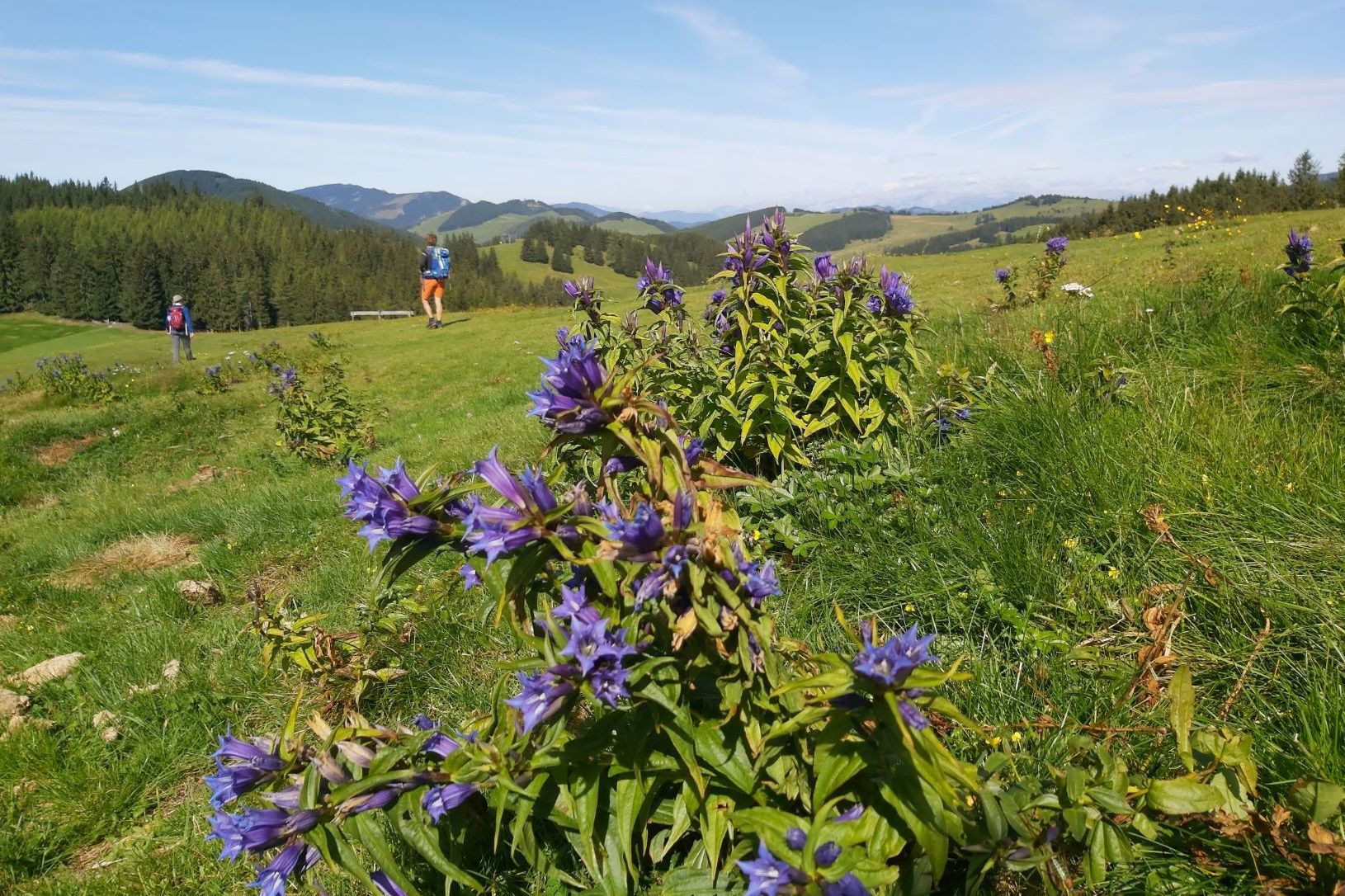 Enzian im Naturpark Almenland