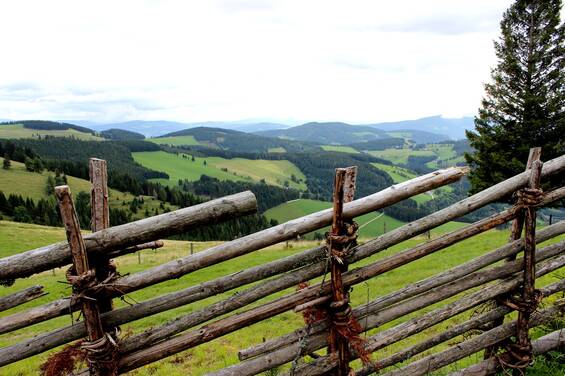Bänderzaun am Wanderweg im Naturpark Almenland.