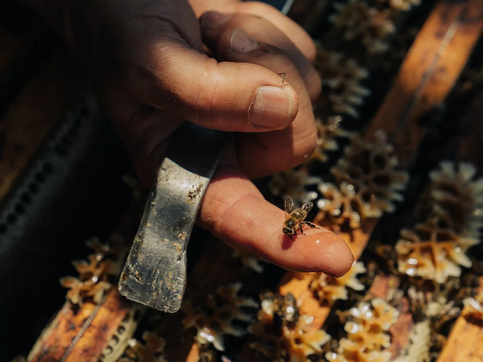 Die Imkerei Kreiner und deren Bienen im Bienenstock.