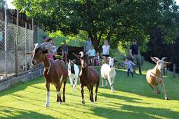 Ziegengehege beim Urlaub am Bauernhof Kögerlbauer