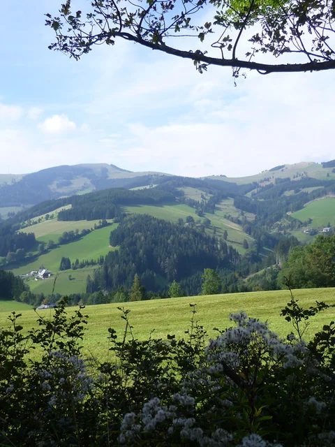 Bären-Runde