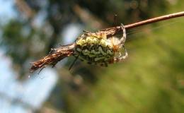 Fauna im Teichalmmoor
