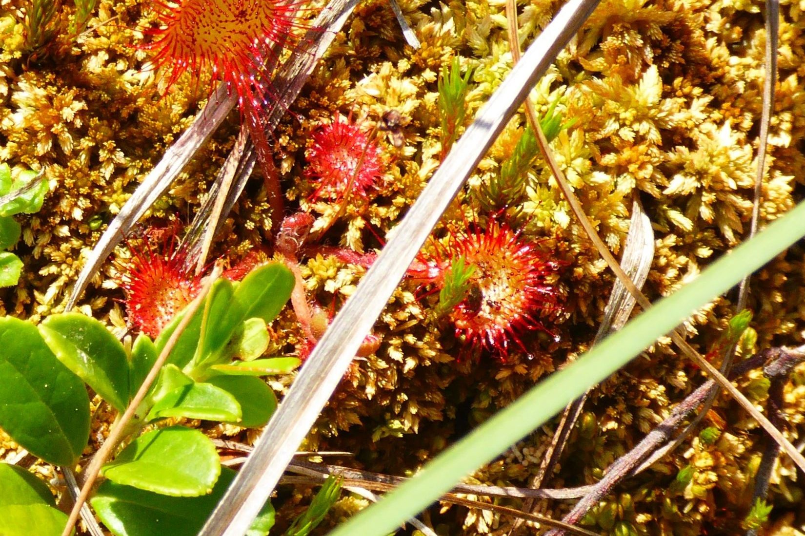 Biodiversität im Naturpark Almenland