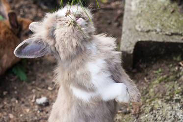 Hase im Öko Park Hochreiter