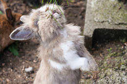 Hase im Öko Park Hochreiter