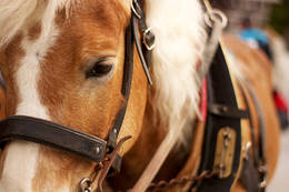 Close-up view from the horse of family Hrovat