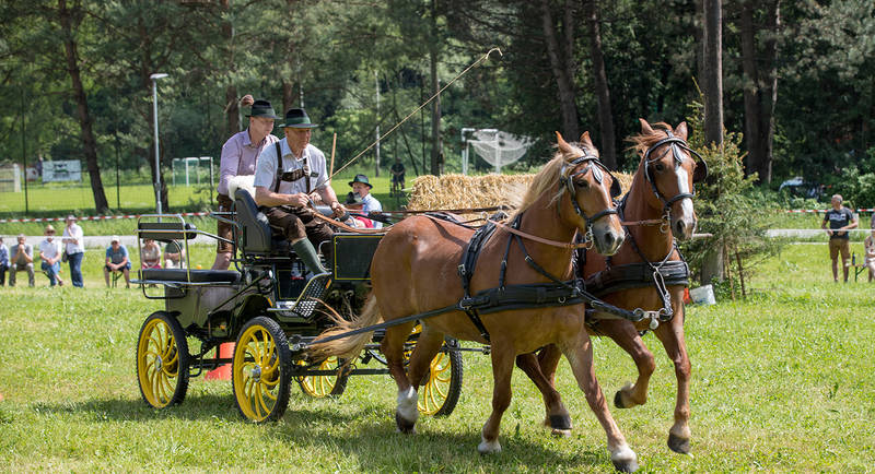 Zugpferdetreffen Zweigespann